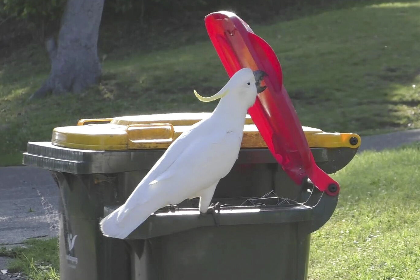 Cockatoos Open Bins